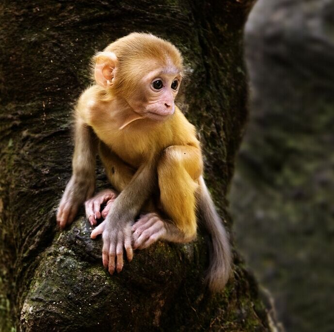 小猴子照片可爱真实图片